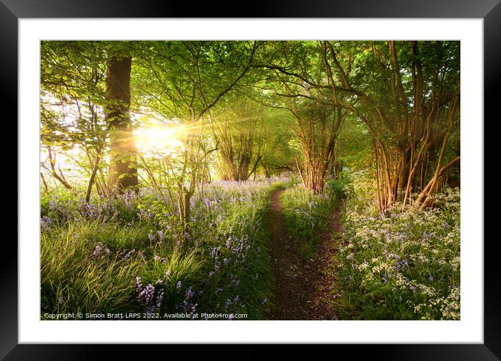 Split path through bluebell woods with sunrise Framed Mounted Print by Simon Bratt LRPS