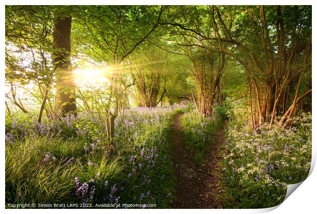 Split path through bluebell woods with sunrise Print by Simon Bratt LRPS