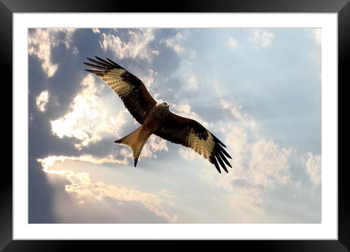 Red Kite Framed Mounted Print by Picture Wizard