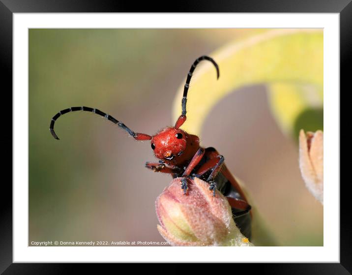 Red Jester Framed Mounted Print by Donna Kennedy