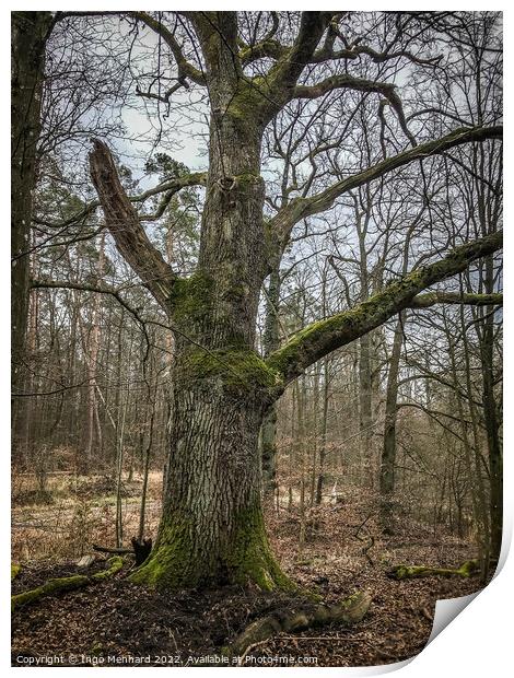 Beautiful shot of trees in an autumnal forest Print by Ingo Menhard