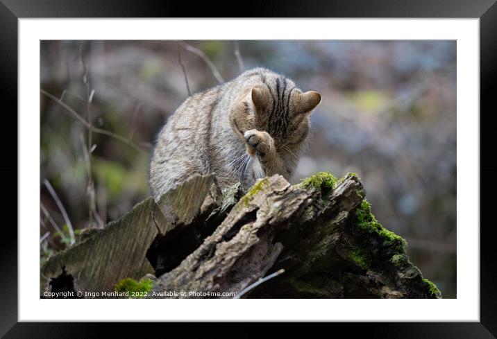 Portrait of an adorable cat licking its paw sitting on the piece of wood on the blurred background Framed Mounted Print by Ingo Menhard