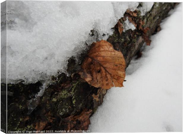 Closeup of the tree bark covered in snow and fallen brown leaves in winter Canvas Print by Ingo Menhard