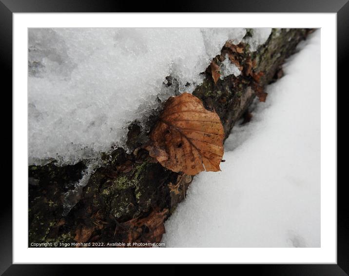 Closeup of the tree bark covered in snow and fallen brown leaves in winter Framed Mounted Print by Ingo Menhard