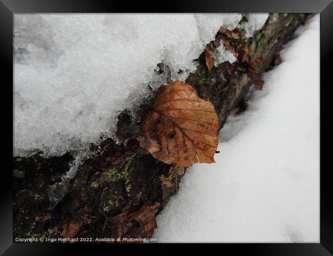Closeup of the tree bark covered in snow and fallen brown leaves in winter Framed Print by Ingo Menhard