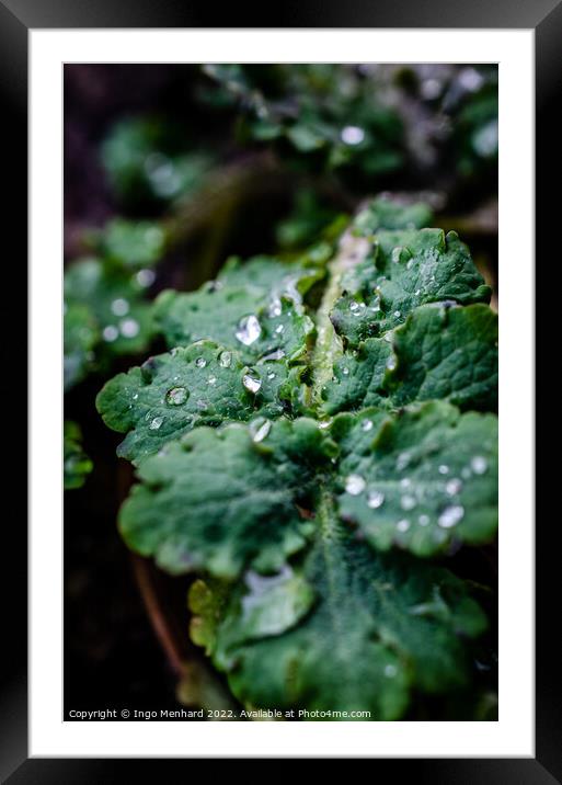 Shallow focus shot of a vibrant green leaf of a plant Framed Mounted Print by Ingo Menhard