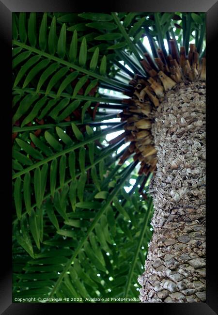 Tropical Splendour: Palm Tree Close-Up Framed Print by Carnegie 42