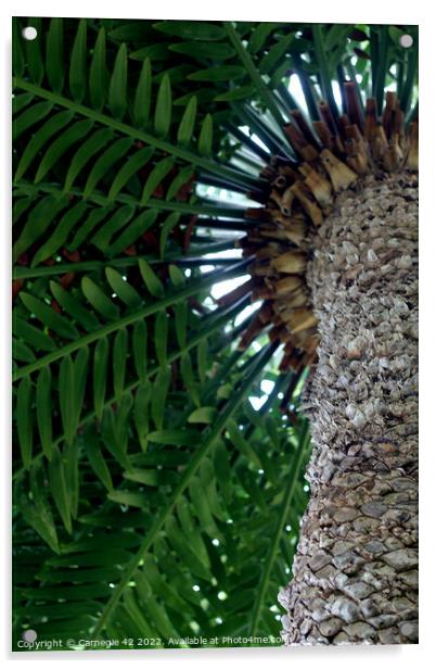 Tropical Splendour: Palm Tree Close-Up Acrylic by Carnegie 42