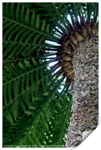 Tropical Splendour: Palm Tree Close-Up Print by Carnegie 42