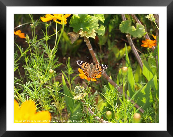 Butterfly in Greek garden Framed Mounted Print by penny james