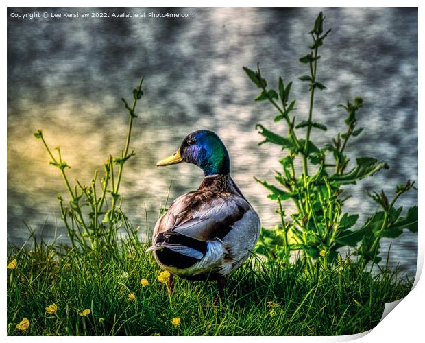 Watching the River Roll By Print by Lee Kershaw