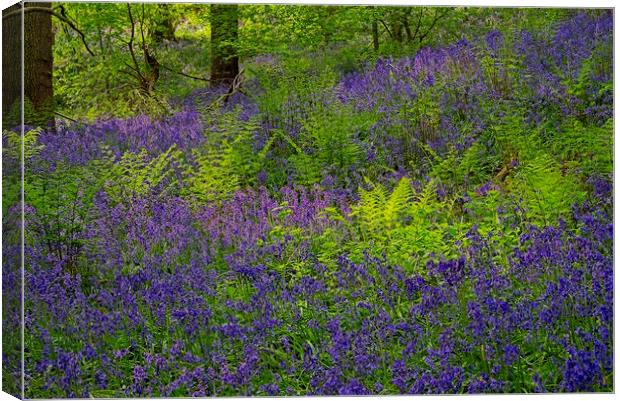 Sunlight on Woodland Ferns and Bluebells Canvas Print by Martyn Arnold