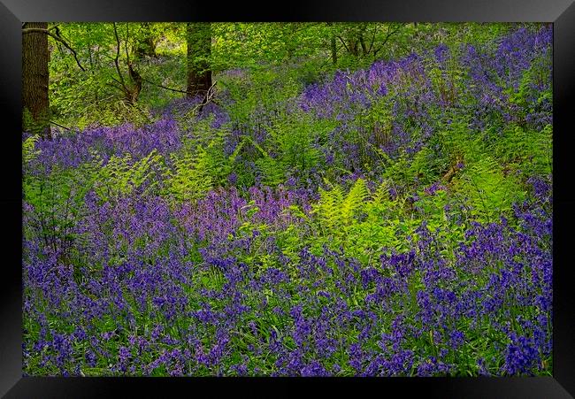 Sunlight on Woodland Ferns and Bluebells Framed Print by Martyn Arnold