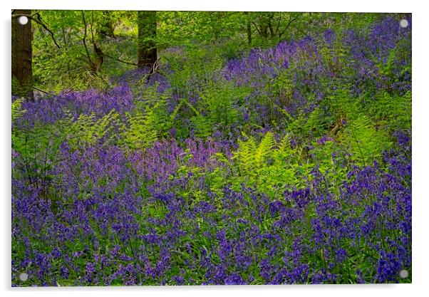 Sunlight on Woodland Ferns and Bluebells Acrylic by Martyn Arnold