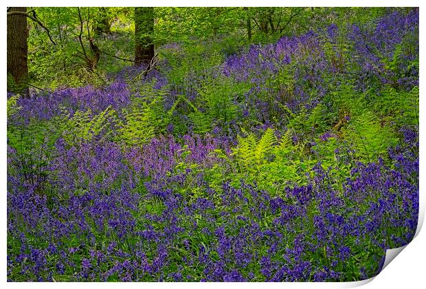Sunlight on Woodland Ferns and Bluebells Print by Martyn Arnold