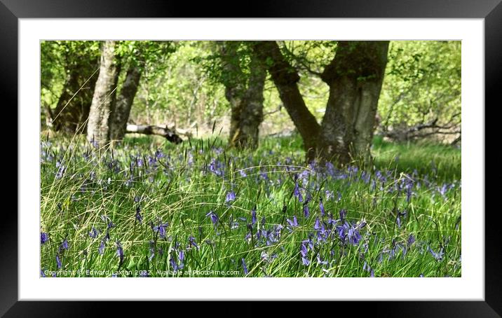 Bluebells on an Island Framed Mounted Print by Edward Laxton