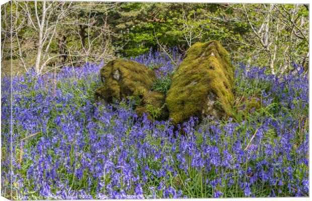 Bluebells at Low Force, Teesdale Canvas Print by Richard Laidler