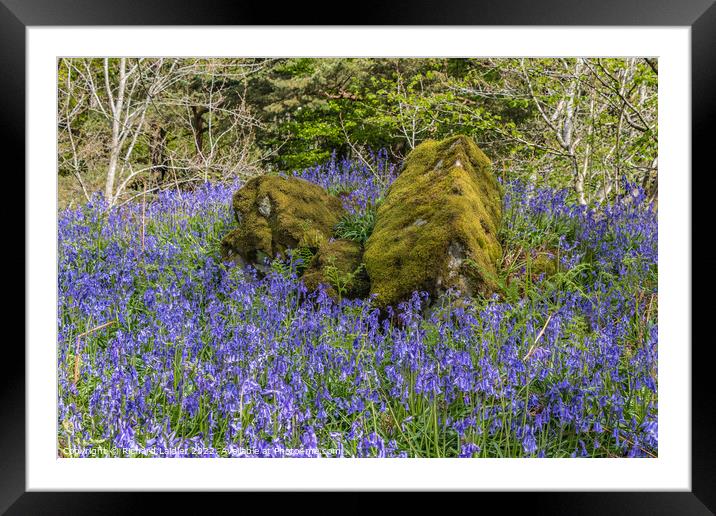 Bluebells at Low Force, Teesdale Framed Mounted Print by Richard Laidler