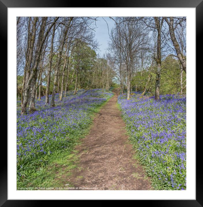 Bluebells on the Pennine Way at Low Force, Teesdale Framed Mounted Print by Richard Laidler