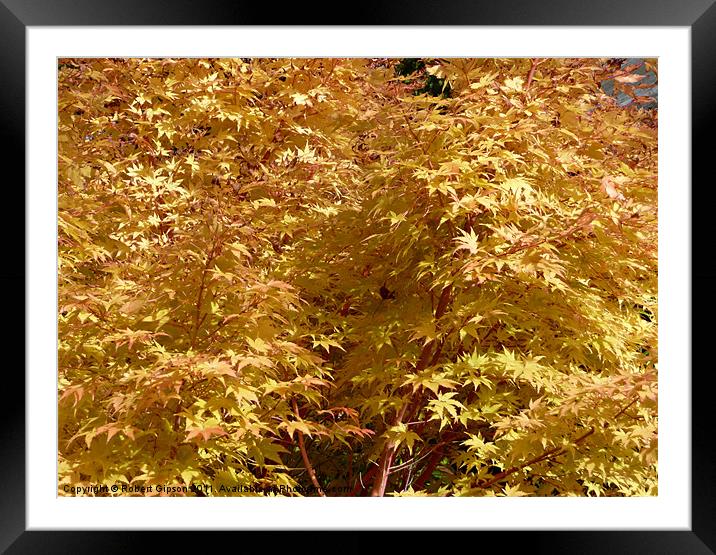 Autumn colours of gold Framed Mounted Print by Robert Gipson
