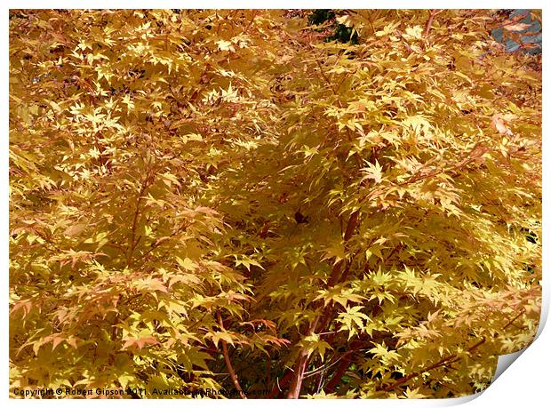 Autumn colours of gold Print by Robert Gipson