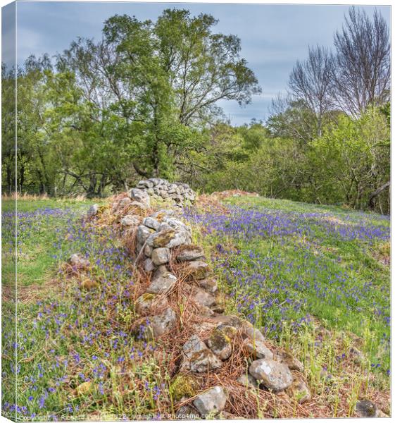 Bluebells at Low Force (3) Canvas Print by Richard Laidler
