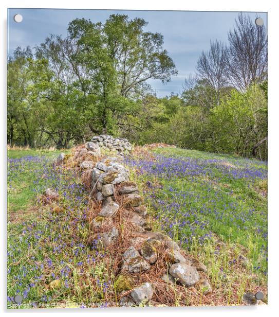 Bluebells at Low Force (3) Acrylic by Richard Laidler