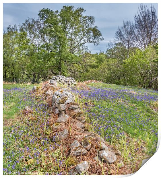 Bluebells at Low Force (3) Print by Richard Laidler