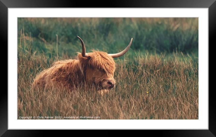 A highland cow laying in the long grass in the nor Framed Mounted Print by Chris Palmer