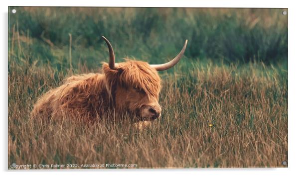 A highland cow laying in the long grass in the nor Acrylic by Chris Palmer