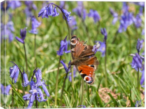 Peacock Butterfly and Bluebells Canvas Print by Richard Laidler