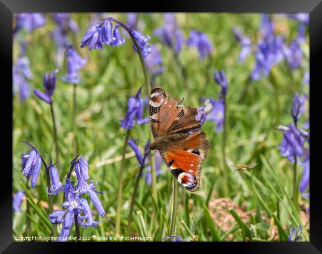 Peacock Butterfly and Bluebells Framed Print by Richard Laidler