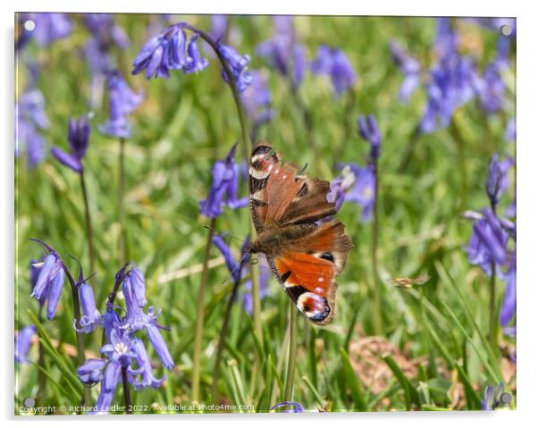 Peacock Butterfly and Bluebells Acrylic by Richard Laidler