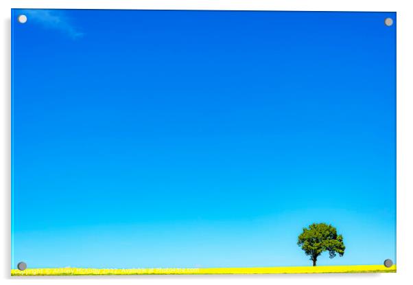 Rapeseed Field and lonely tree Acrylic by Antony McAulay