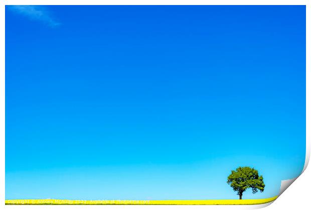 Rapeseed Field and lonely tree Print by Antony McAulay