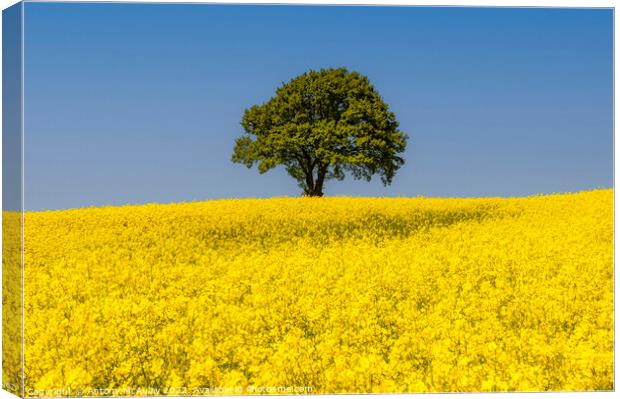 Rapeseed Field and lonely tree Landscape Canvas Print by Antony McAulay