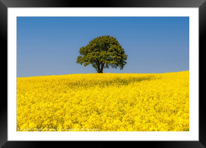 Rapeseed Field and lonely tree Landscape Framed Mounted Print by Antony McAulay