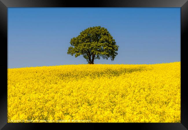 Rapeseed Field and lonely tree Landscape Framed Print by Antony McAulay