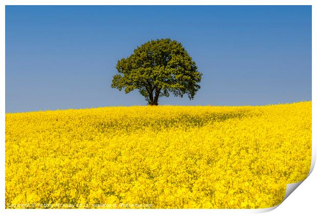 Rapeseed Field and lonely tree Landscape Print by Antony McAulay