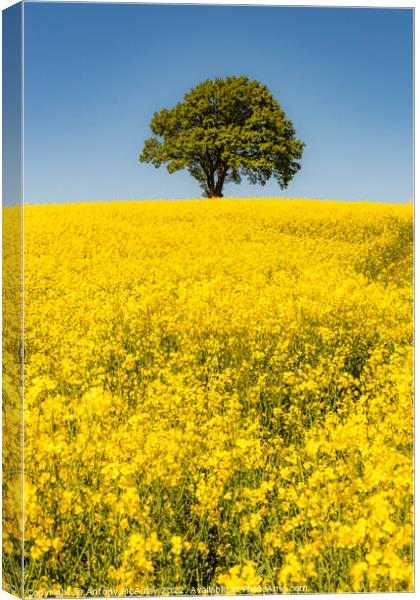 Rapeseed Field and lonely tree Portrait Canvas Print by Antony McAulay