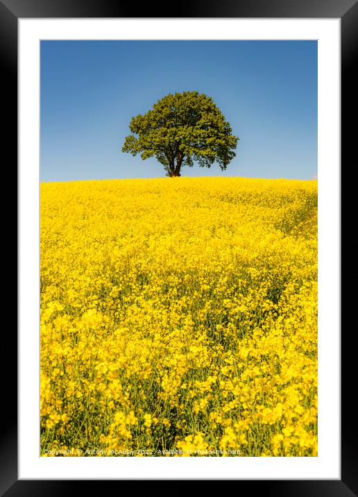 Rapeseed Field and lonely tree Portrait Framed Mounted Print by Antony McAulay