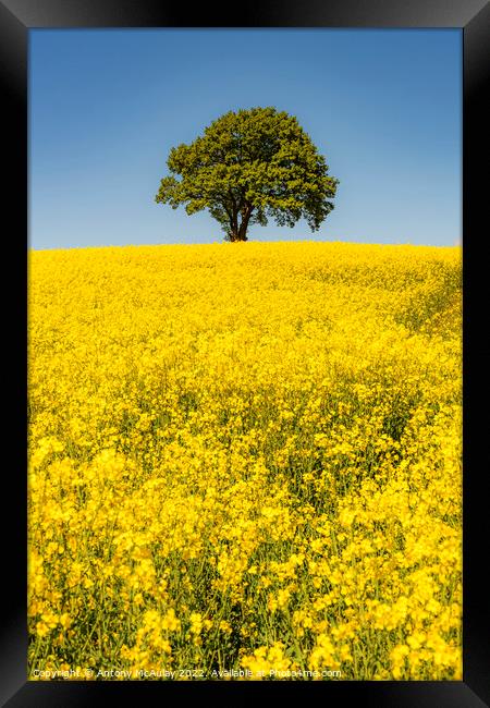 Rapeseed Field and lonely tree Portrait Framed Print by Antony McAulay