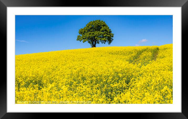 Rapeseed Field and lonely tree Panorama Framed Mounted Print by Antony McAulay