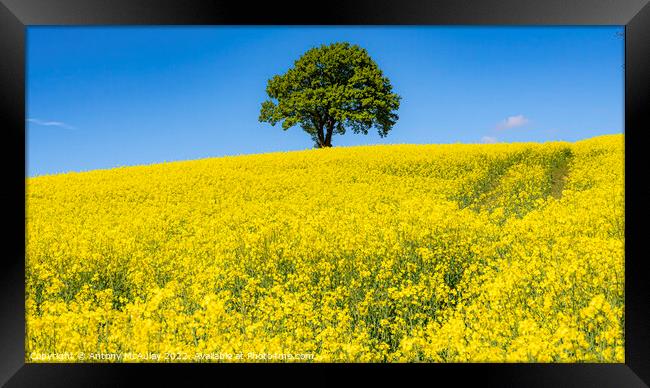 Rapeseed Field and lonely tree Panorama Framed Print by Antony McAulay