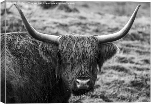 Highland cattle Canvas Print by David Thurlow