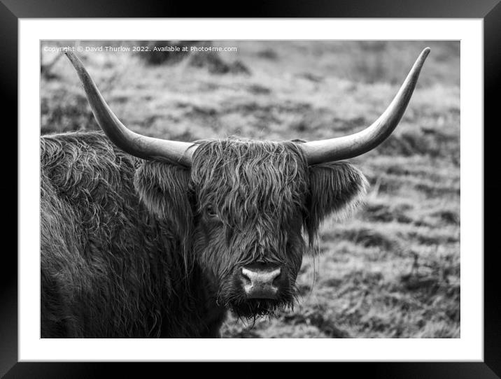 Highland cattle Framed Mounted Print by David Thurlow
