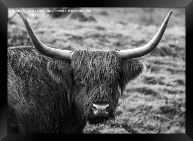 Highland cattle Framed Print by David Thurlow