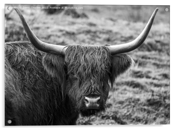 Highland cattle Acrylic by David Thurlow