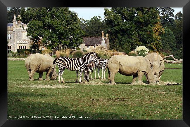 Zebras and Rhinos Framed Print by Carol Edwards