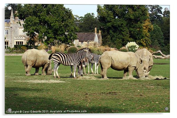 Zebras and Rhinos Acrylic by Carol Edwards